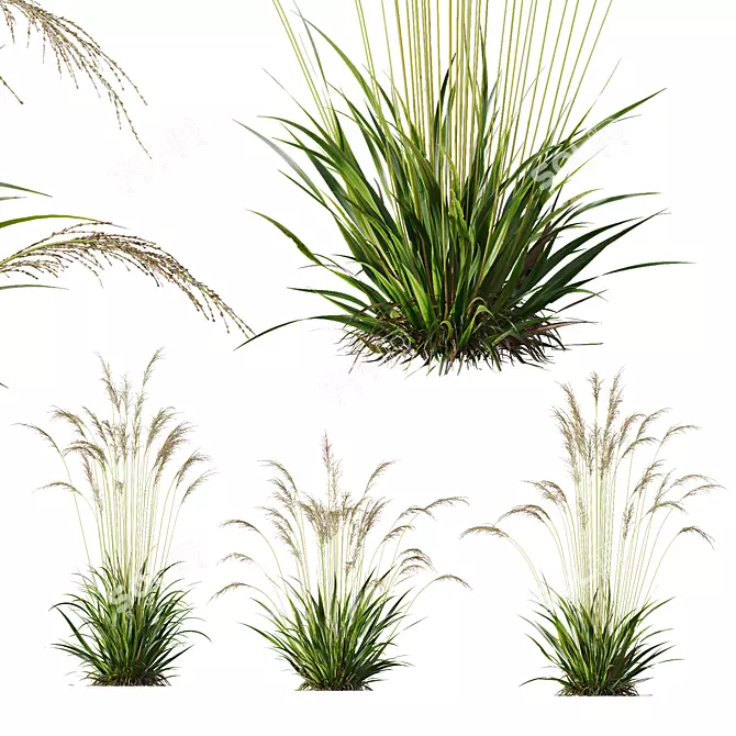 Elegant Moor Grass 3D Models 3D model image 1