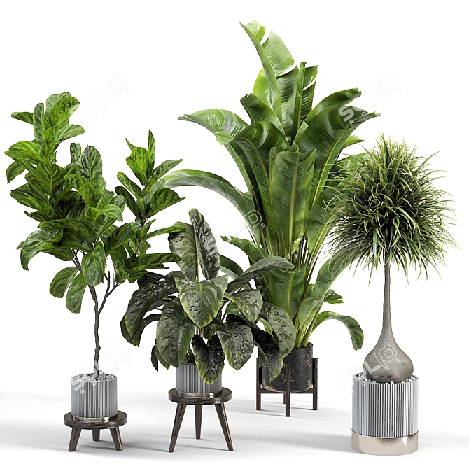 Assorted Indoor Plant Set 3D model image 1