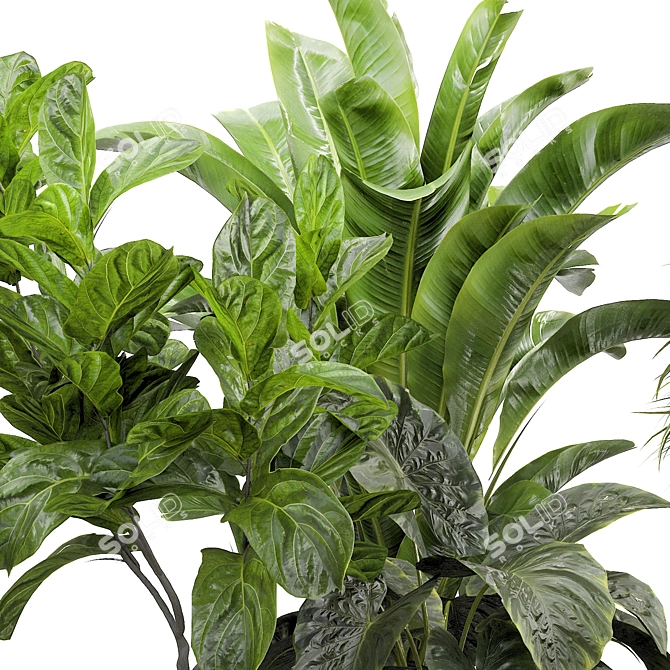 Assorted Indoor Plant Set 3D model image 2