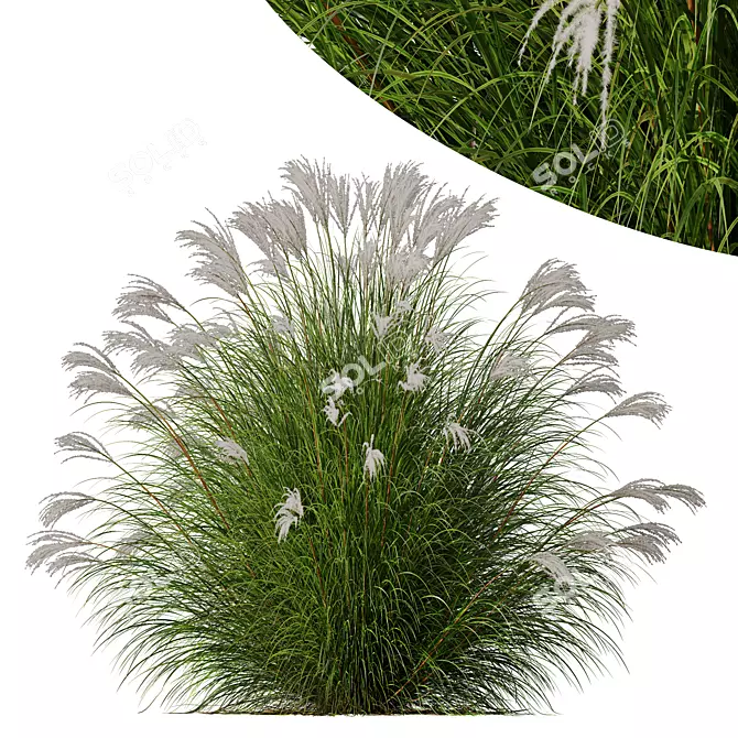 Silky Elephant Grass 3D Model 3D model image 1