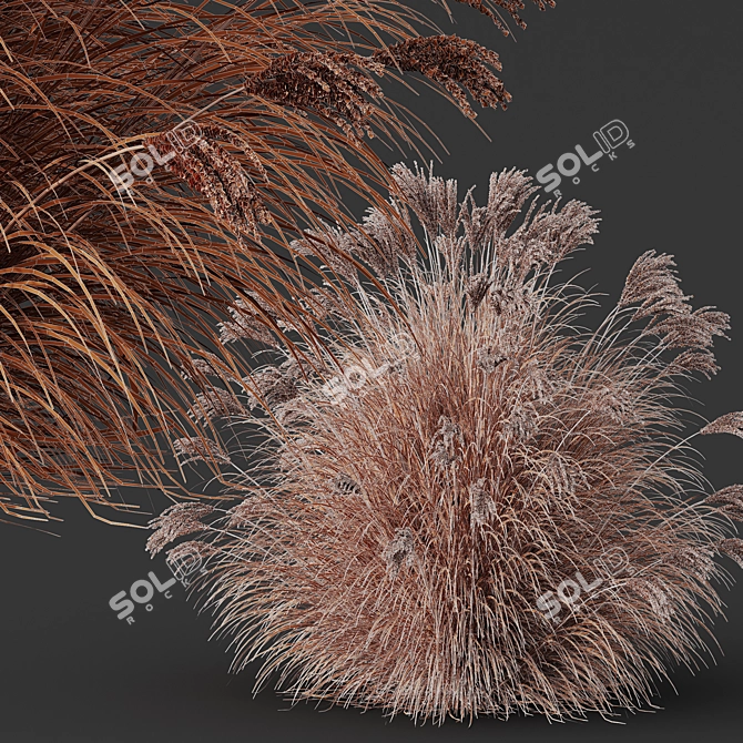 Silky Elephant Grass 3D Model 3D model image 4