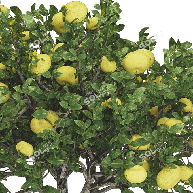 Fruitful Apple Tree in Pot 3D model image 6