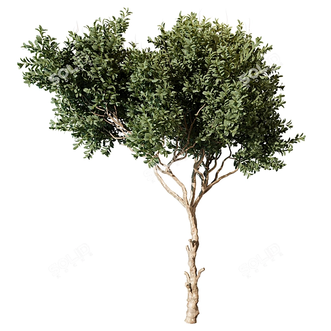 Tree Vol 09 3D Model 3D model image 1