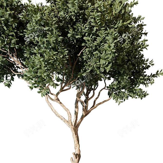 Tree Vol 09 3D Model 3D model image 2