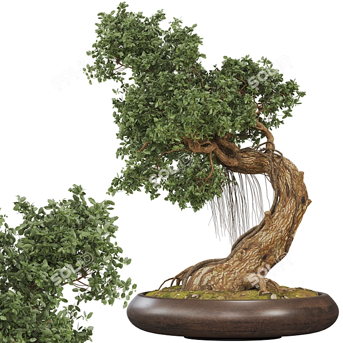 Bonsai 06 2014 3D Model 3D model image 1