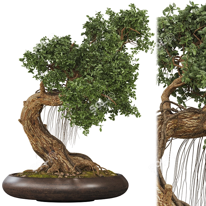 Bonsai 06 2014 3D Model 3D model image 2