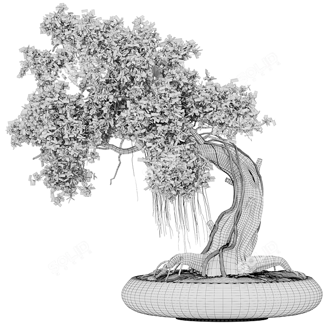 Bonsai 06 2014 3D Model 3D model image 4