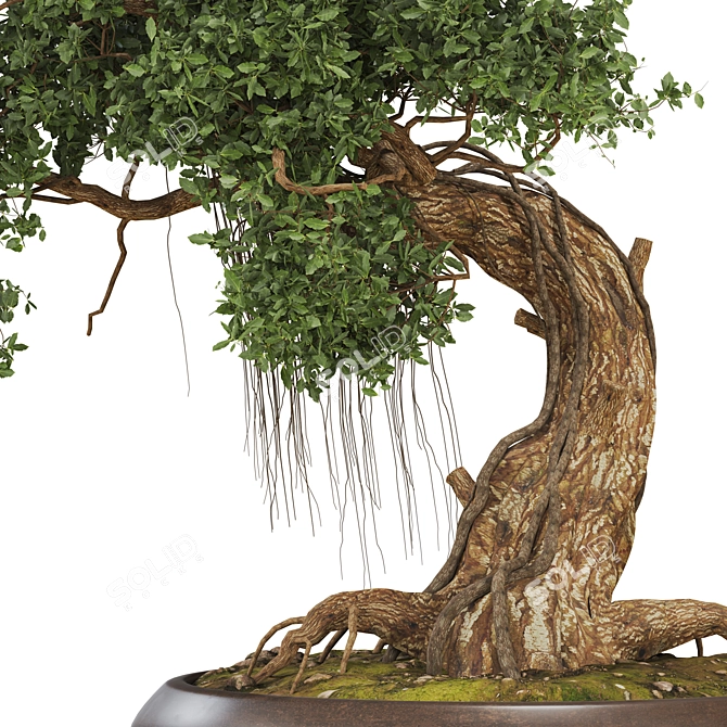 Bonsai 06 2014 3D Model 3D model image 5