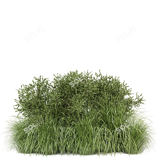 Outdoor Bush Plants 3D Models 3D model image 4