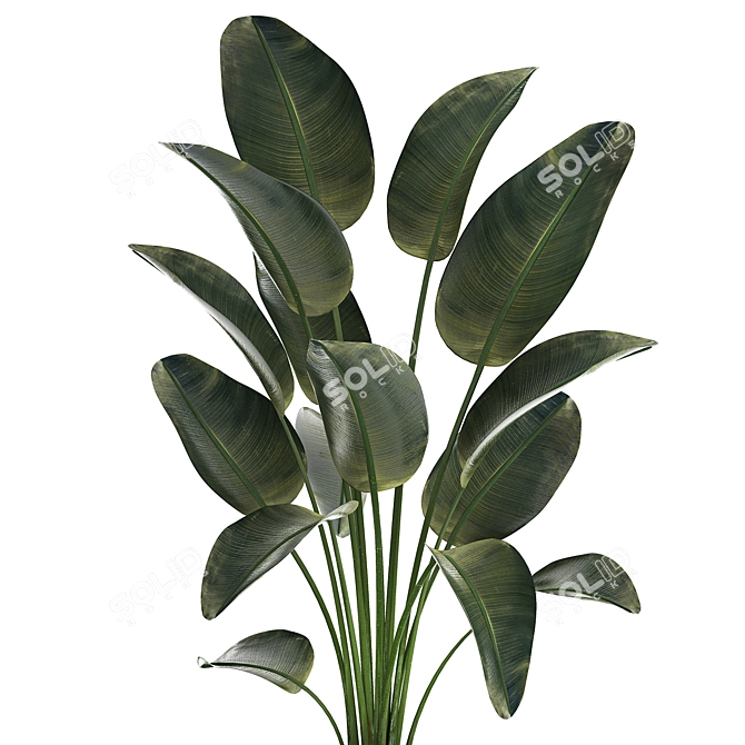 Tropical Exotic Plant Décor. 3D model image 2