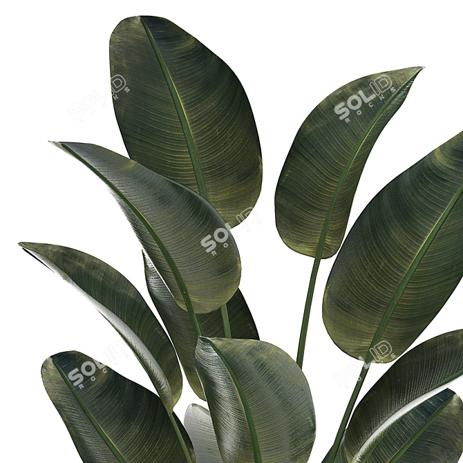 Tropical Exotic Plant Décor. 3D model image 4