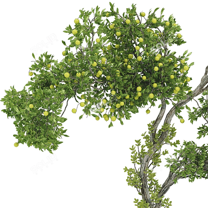 Bonsai Lemon Tree Collection 123 3D model image 2