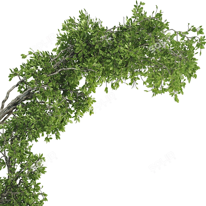 Bonsai Lemon Tree Collection 123 3D model image 3