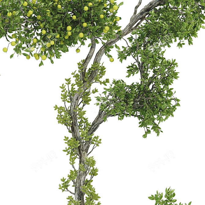 Bonsai Lemon Tree Collection 123 3D model image 4