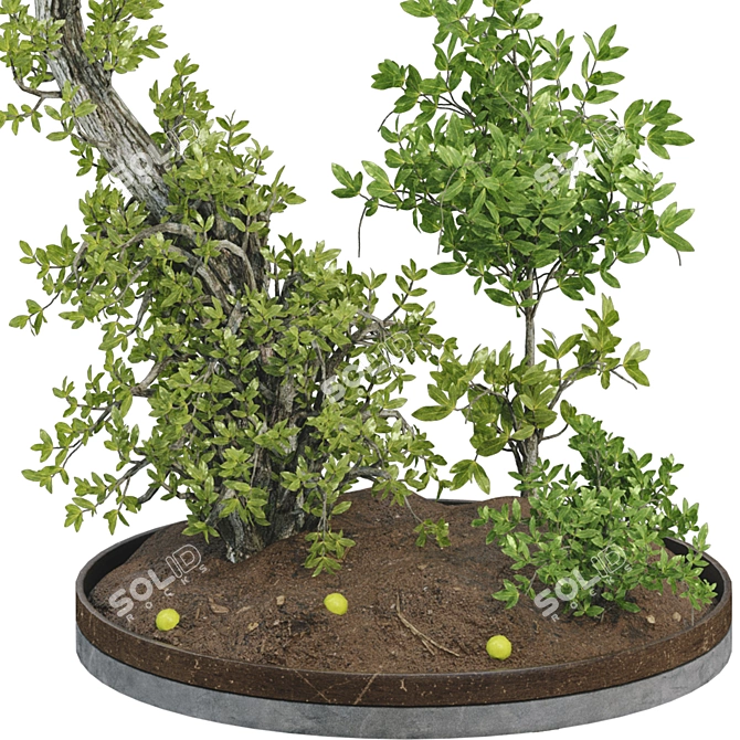 Bonsai Lemon Tree Collection 123 3D model image 6