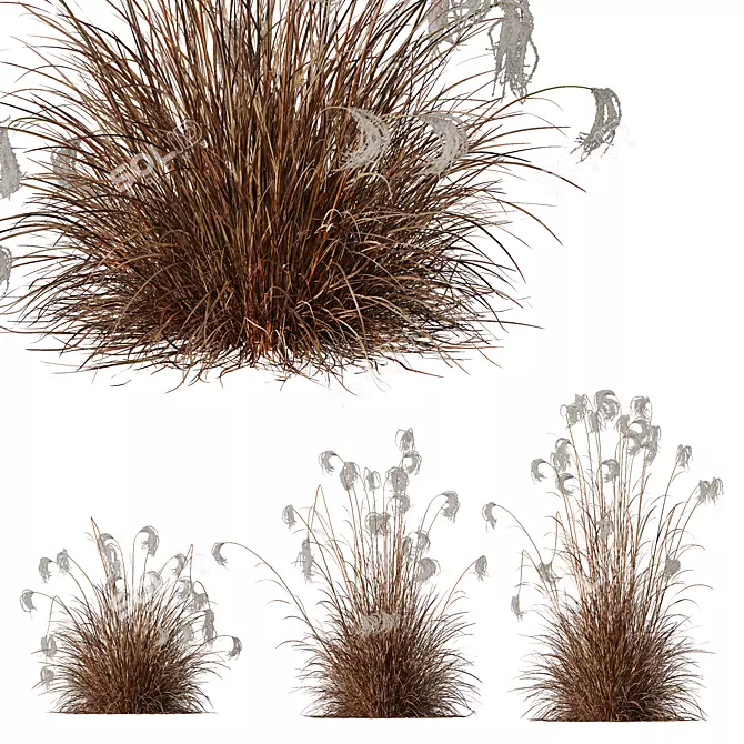 Ornamental Miscanthus Grass HQ Models 3D model image 1