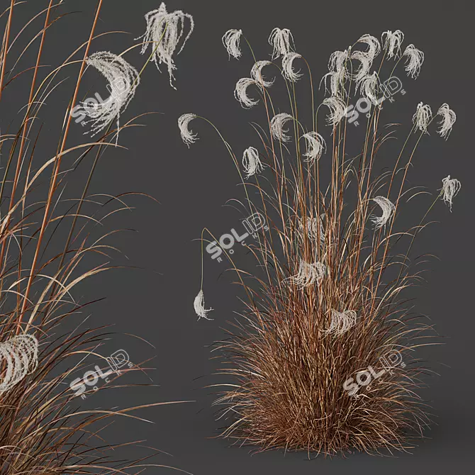 Ornamental Miscanthus Grass HQ Models 3D model image 2