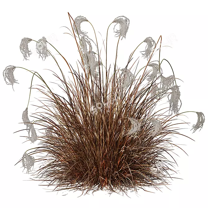 Ornamental Miscanthus Grass HQ Models 3D model image 3