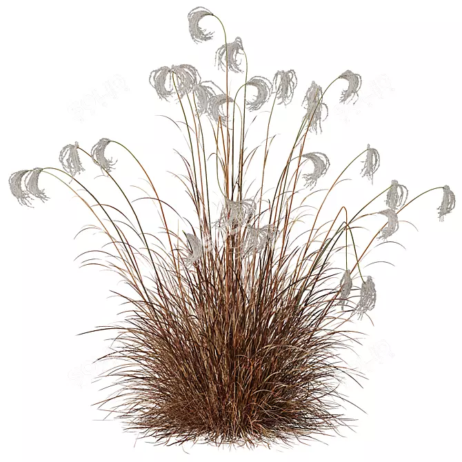 Ornamental Miscanthus Grass HQ Models 3D model image 4