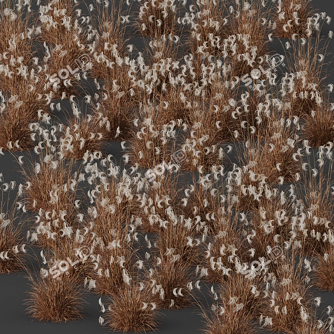 Ornamental Miscanthus Grass HQ Models 3D model image 5