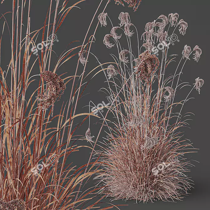 Ornamental Miscanthus Grass HQ Models 3D model image 6