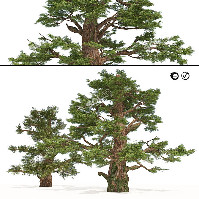 Juniper Berry Trees 3D Model 3D model image 1