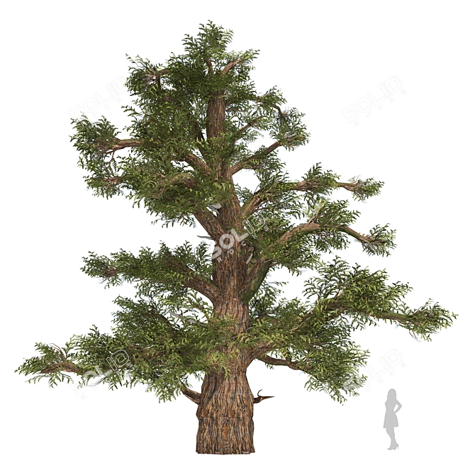 Juniper Berry Trees 3D Model 3D model image 3