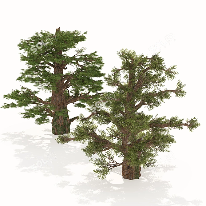 Juniper Berry Trees 3D Model 3D model image 4