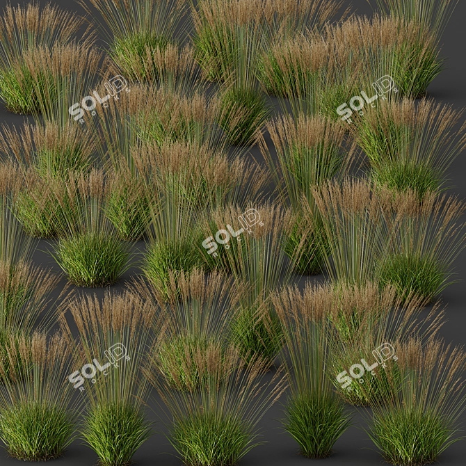 Elegant Molinia Caerulea Grass Model 3D model image 5