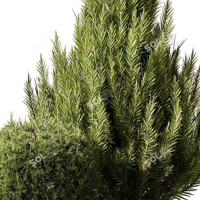 Russian Pine Bush Set 116 3D model image 2