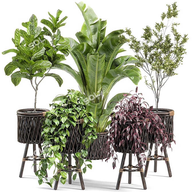 Translated Description: "A beautiful and diverse selection of indoor plants, perfect for creating a green oasis in your home."

Diverse Indoor Plant Collection 3D model image 1