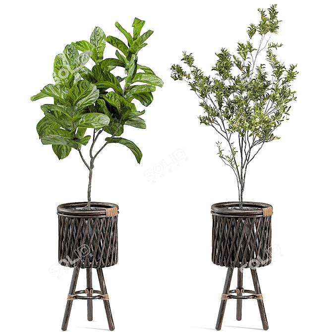 Translated Description: "A beautiful and diverse selection of indoor plants, perfect for creating a green oasis in your home."

Diverse Indoor Plant Collection 3D model image 2