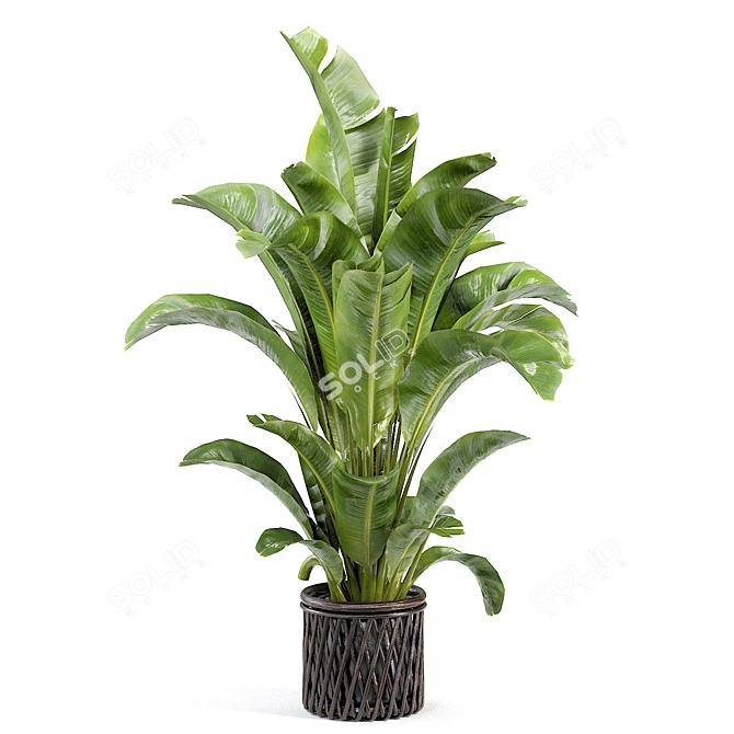 Translated Description: "A beautiful and diverse selection of indoor plants, perfect for creating a green oasis in your home."

Diverse Indoor Plant Collection 3D model image 3