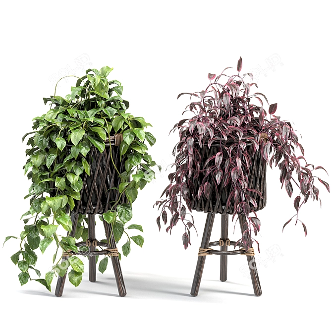 Translated Description: "A beautiful and diverse selection of indoor plants, perfect for creating a green oasis in your home."

Diverse Indoor Plant Collection 3D model image 4