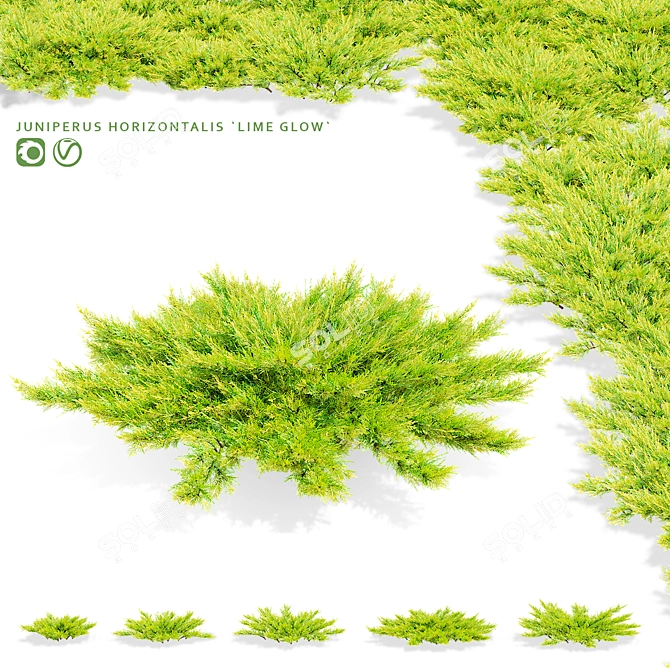 Lime Glow Juniperus Horizontalis Bushes 3D model image 1