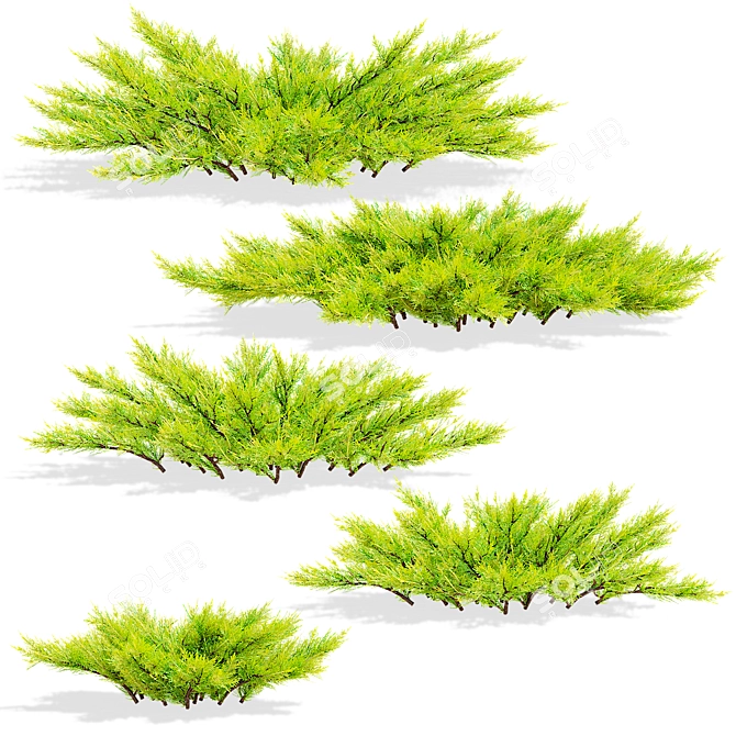 Lime Glow Juniperus Horizontalis Bushes 3D model image 2