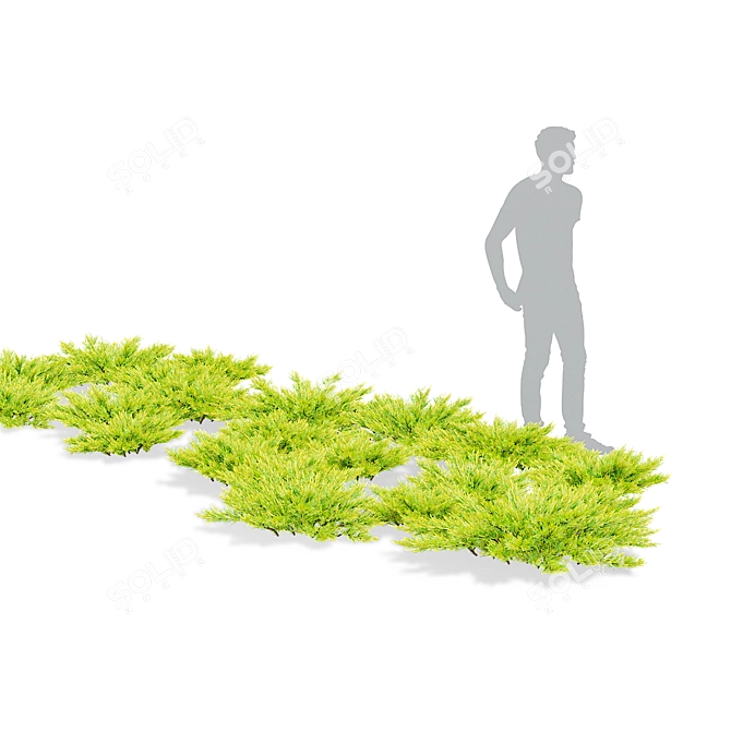 Lime Glow Juniperus Horizontalis Bushes 3D model image 5