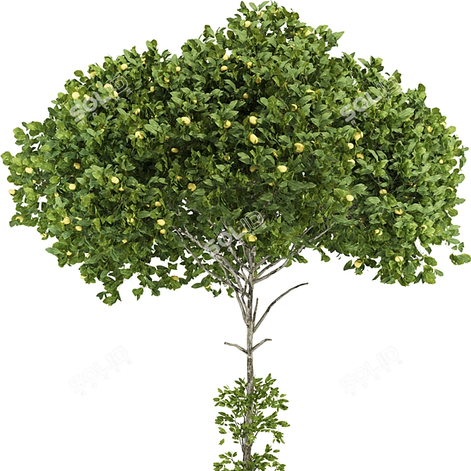 Citrus Garden Lemon Tree 126 3D model image 3