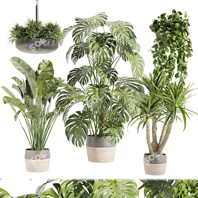 Quality Hanging Plant Collection - Palm, Banana, Monstera 3D model image 2