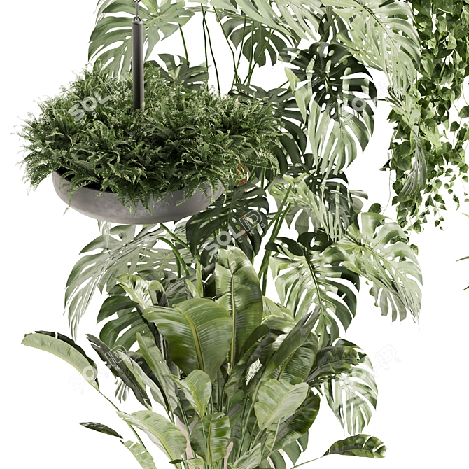 Quality Hanging Plant Collection - Palm, Banana, Monstera 3D model image 3