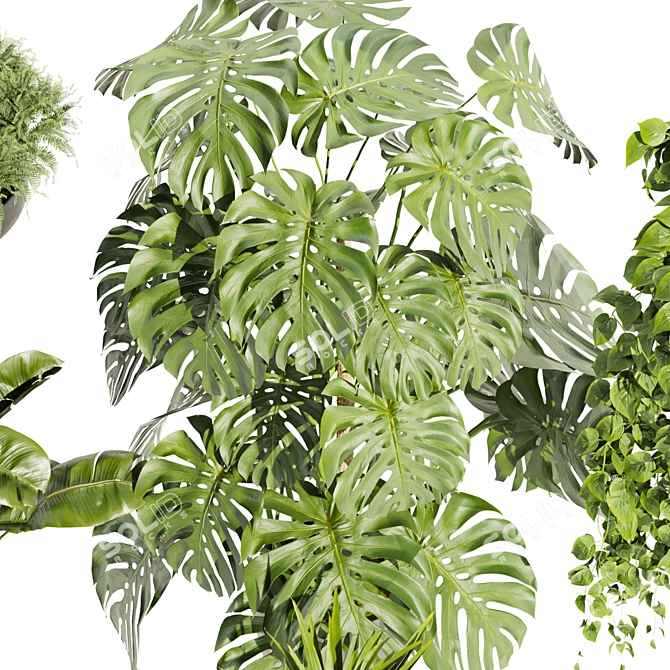 Quality Hanging Plant Collection - Palm, Banana, Monstera 3D model image 4