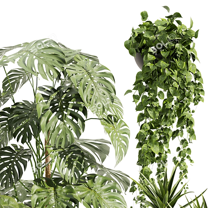 Quality Hanging Plant Collection - Palm, Banana, Monstera 3D model image 5