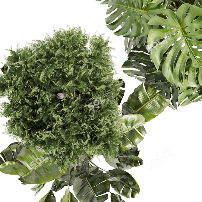 Quality Hanging Plant Collection - Palm, Banana, Monstera 3D model image 6