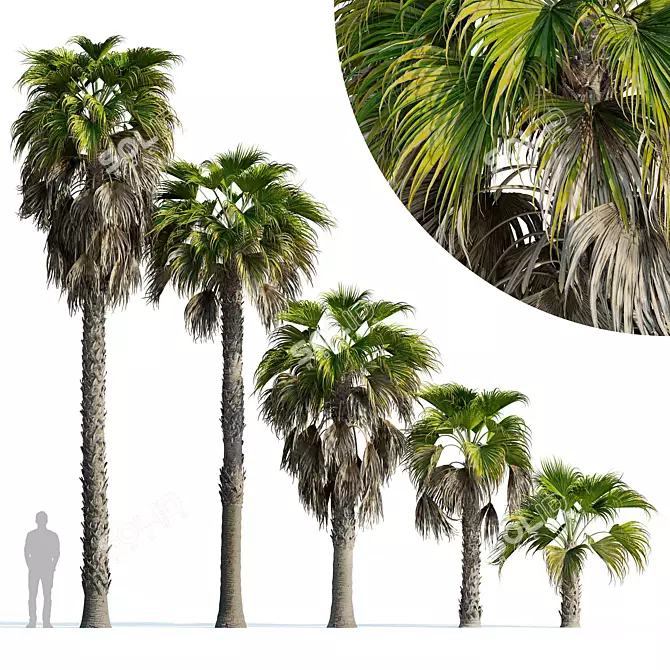 Robust Washingtonia Palm Set 3D model image 1