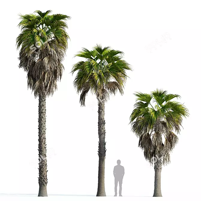 Robust Washingtonia Palm Set 3D model image 2