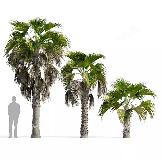 Robust Washingtonia Palm Set 3D model image 3