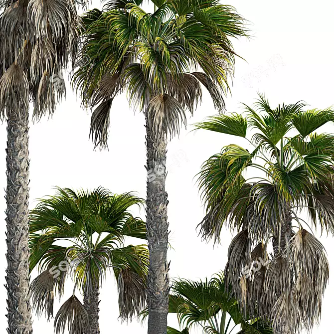 Robust Washingtonia Palm Set 3D model image 4