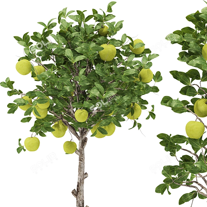 Indoor Apple Tree Collection 3D 3D model image 2