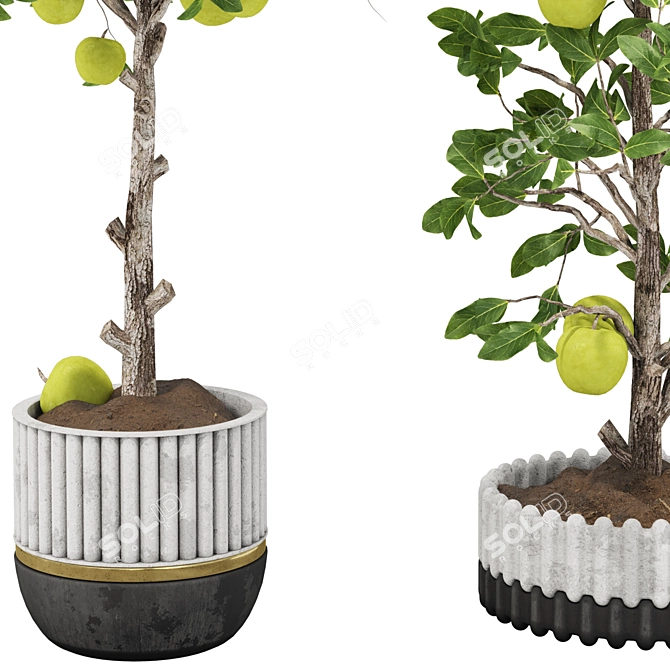 Indoor Apple Tree Collection 3D 3D model image 4