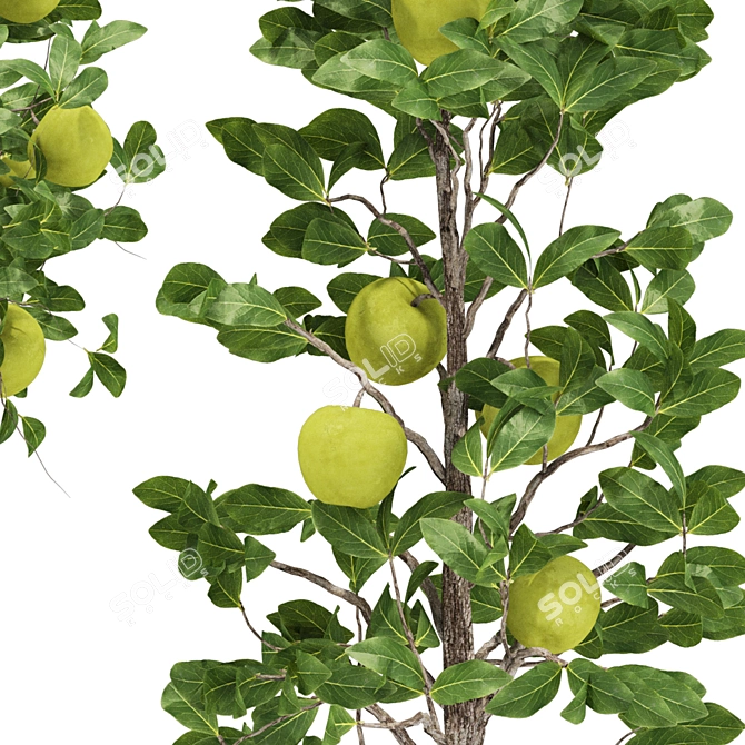 Indoor Apple Tree Collection 3D 3D model image 5